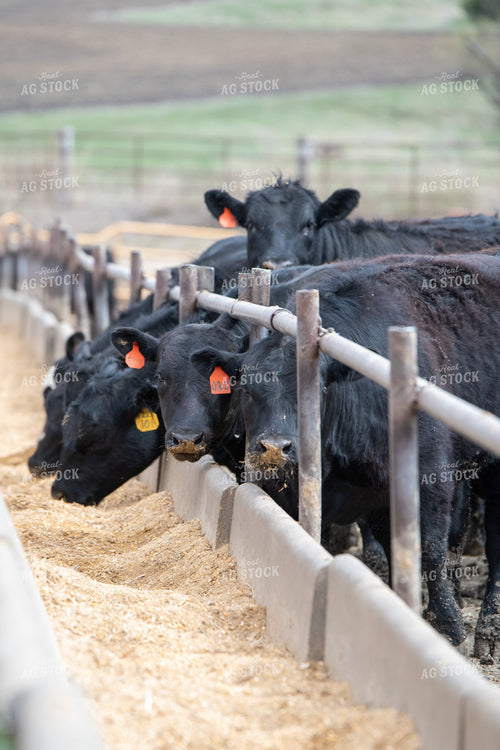 Cattle on Feedlot 193034