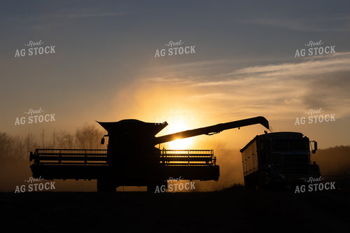 Soybean Harvest at Sunset 52579
