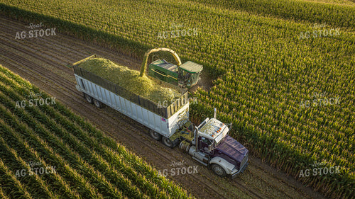 Silage Harvest 56544