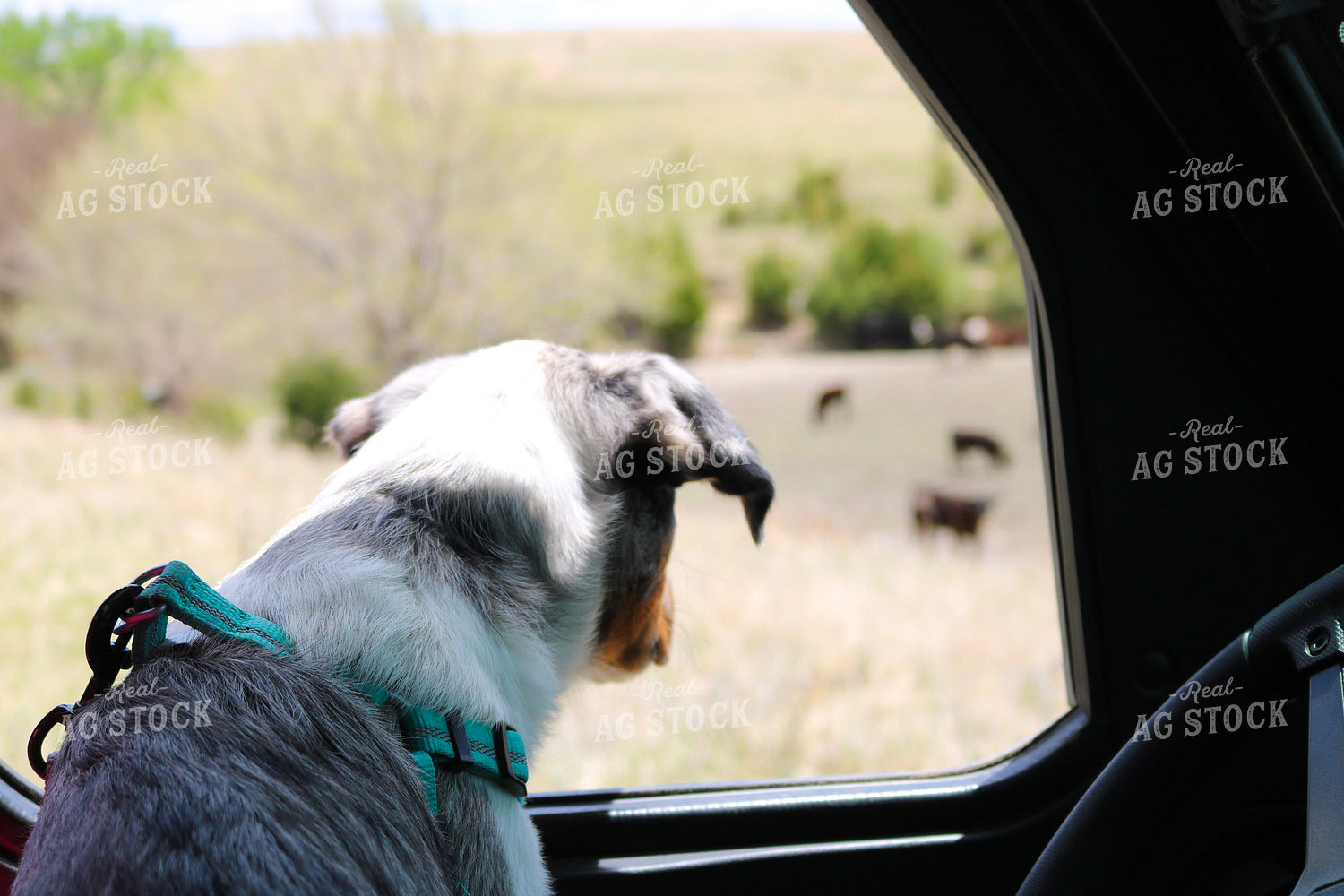 Farm Dog 82386