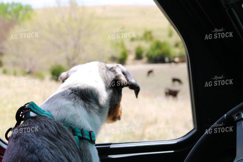 Farm Dog 82386