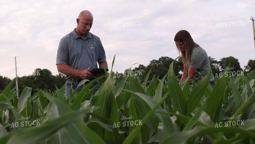 Farmers Checking Corn Field 9189