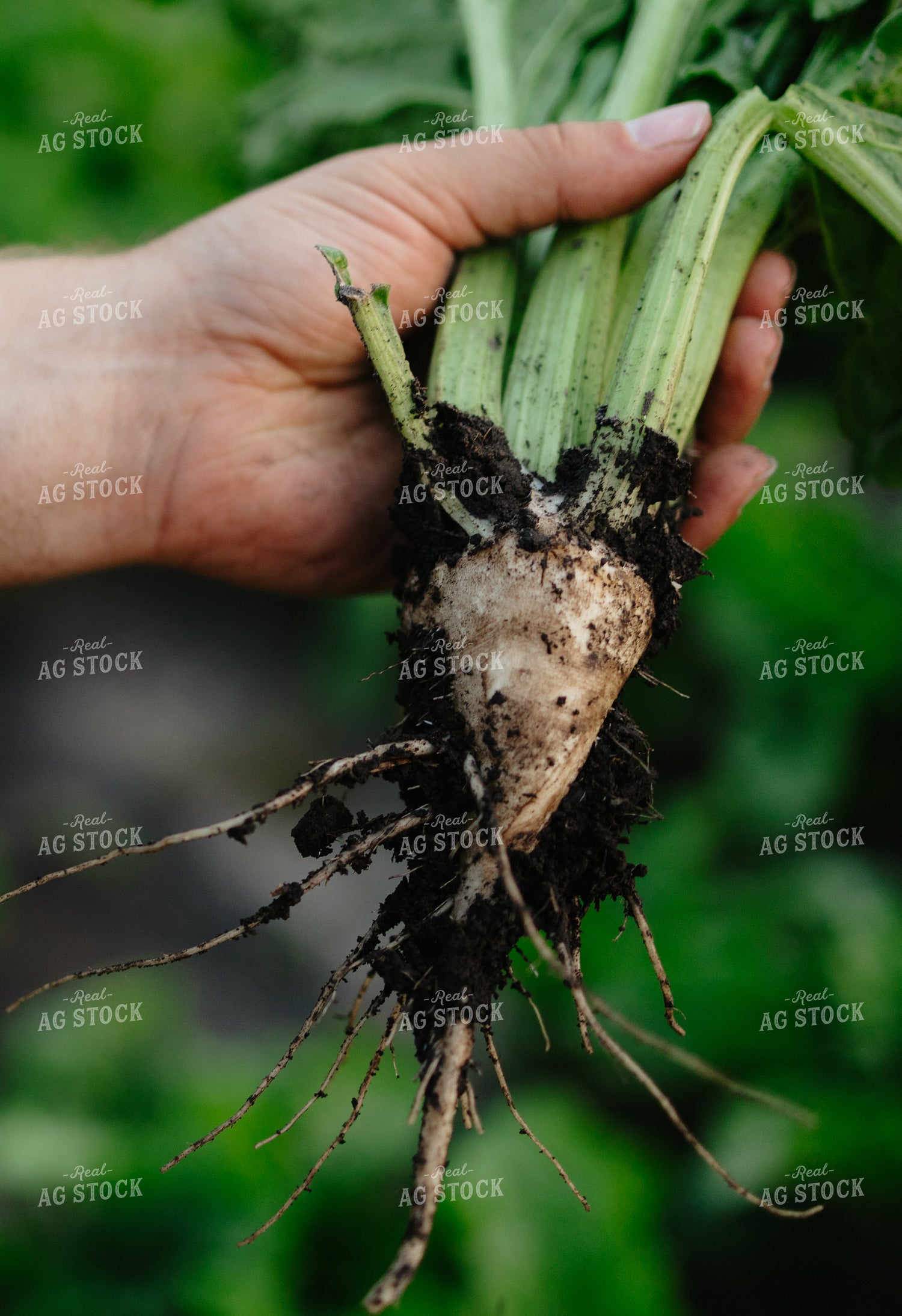 Checking Sugar Beets 204035