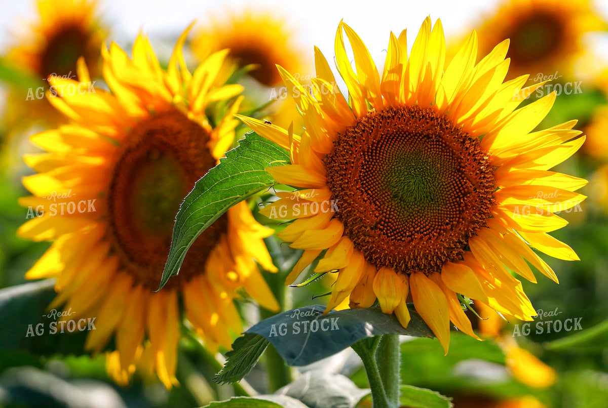Sunflowers 141694