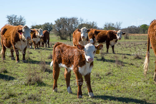 Hereford Cows and Calves 161024