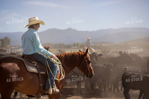Cowboy Checking Cattle 117426