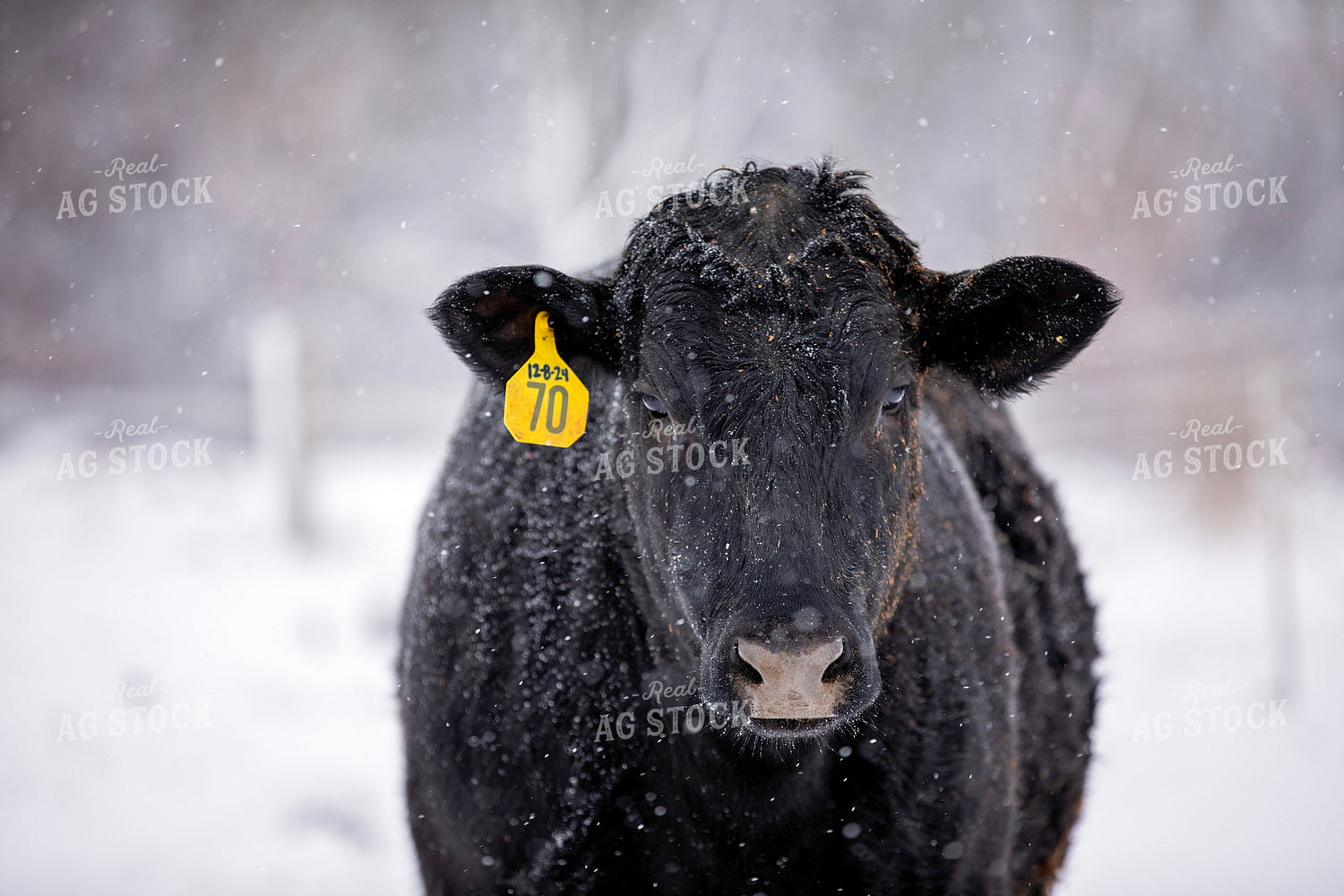 Black Angus Cattle in Snow 55414