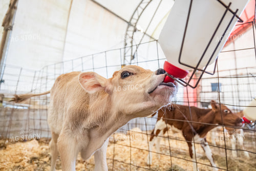 Brown Swiss Dairy Calf 270548