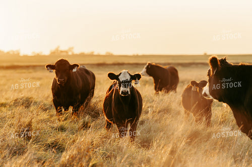 Cattle on Pasture 68248