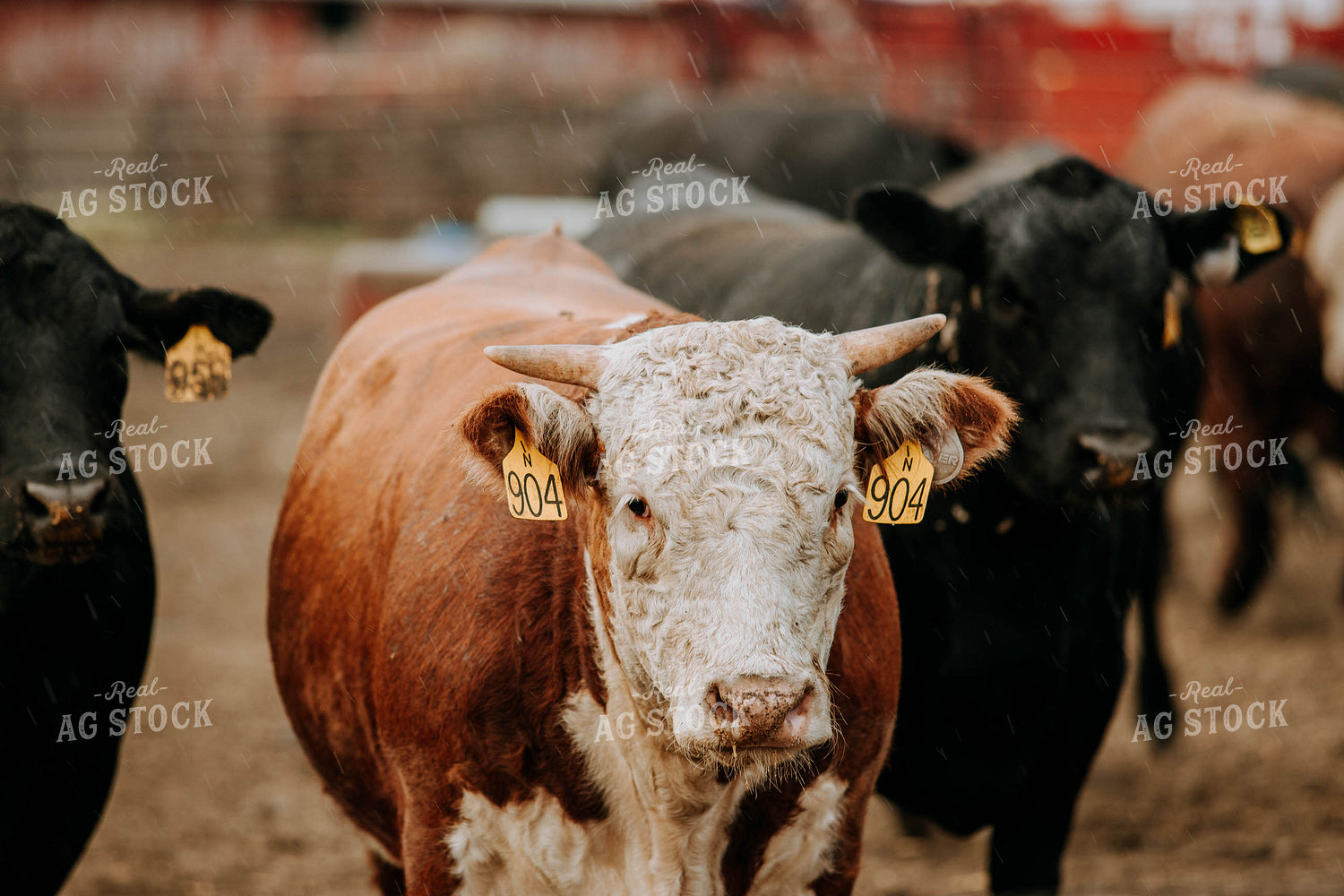 Cows in Farmyard 77101