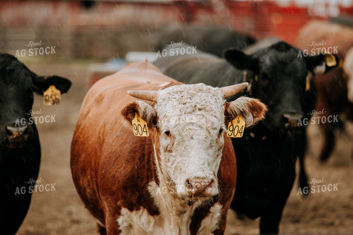 Cows in Farmyard 77101