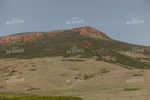 Scenic Pasture 104108