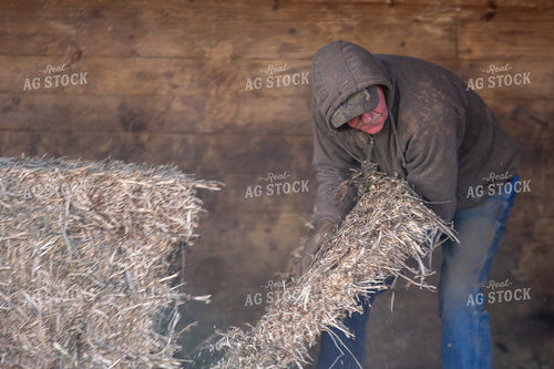 Farmer Preparing Bedding 50470