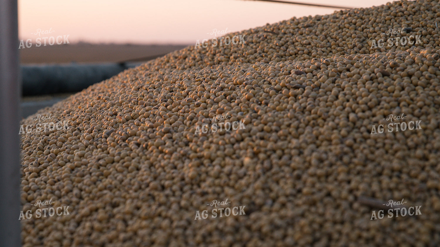 Soybeans in Semi Trailer 26065
