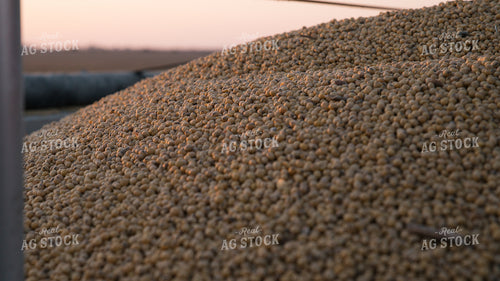 Soybeans in Semi Trailer 26065