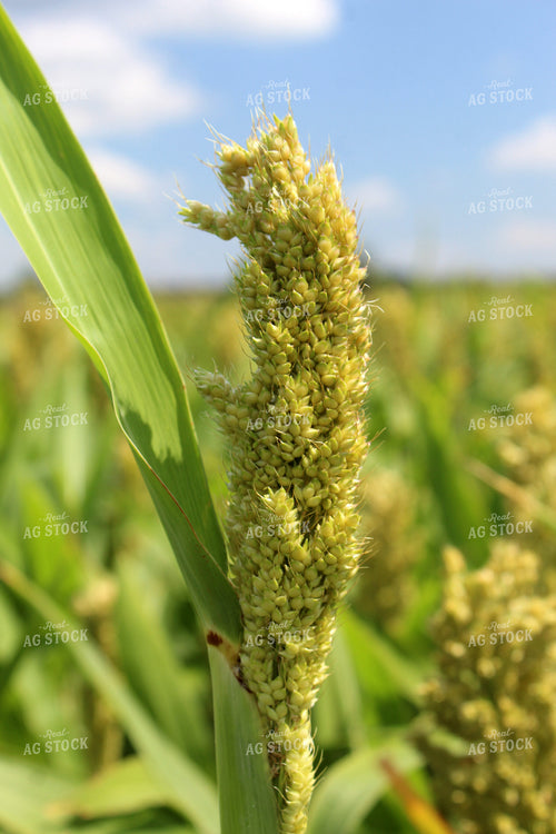 Sorghum 141035