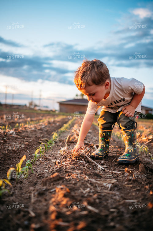 Farm Kids Playing in Early Growth Corn Field with Herbicide Injury 56667