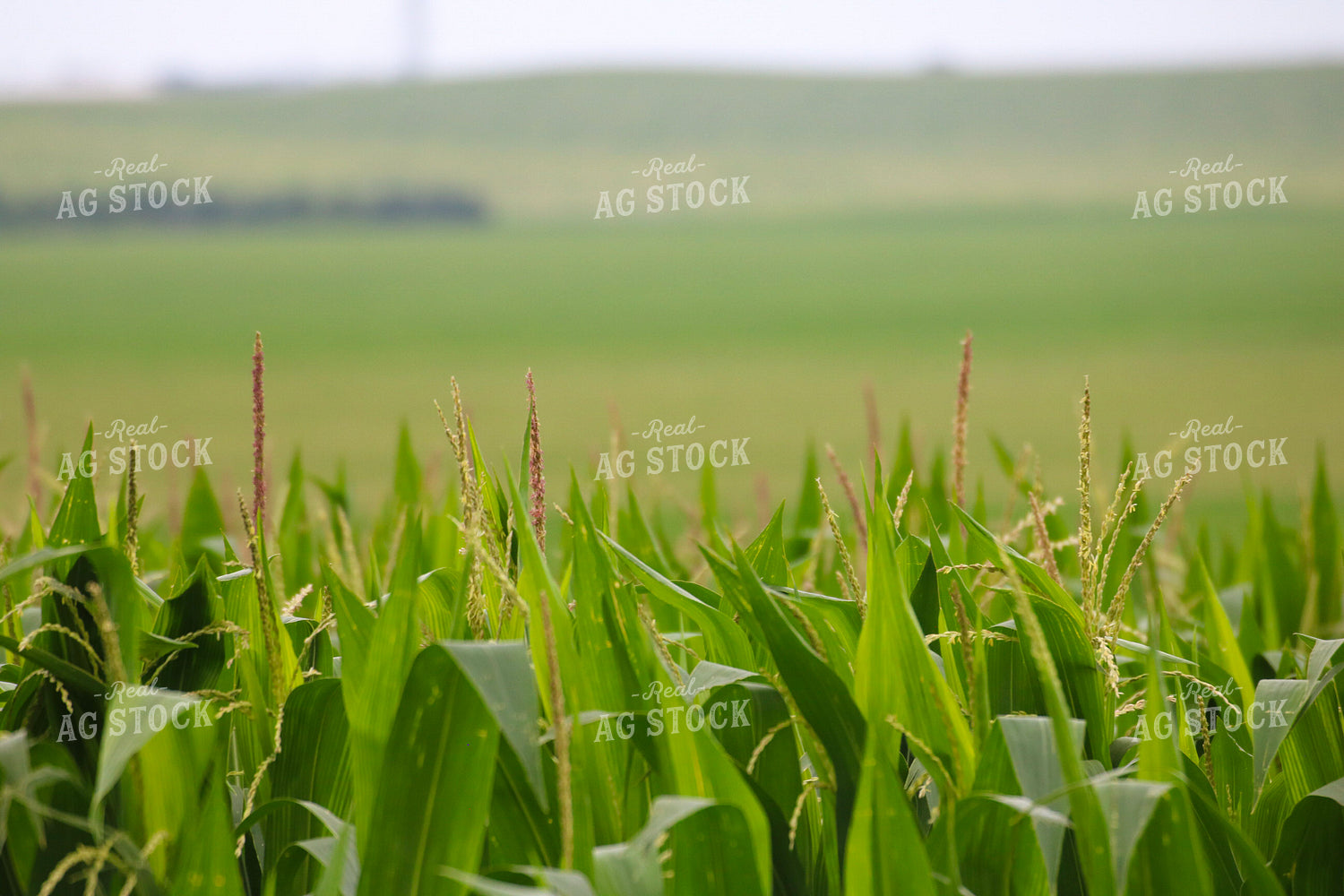 Midseason Corn 82300