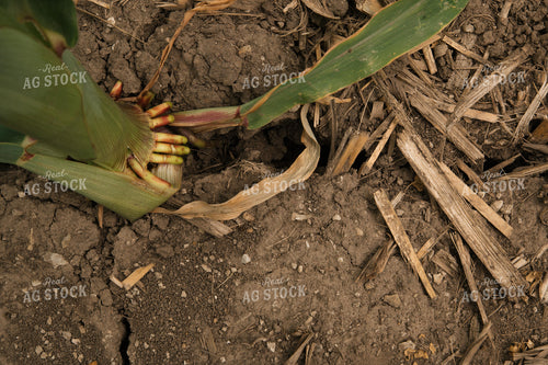 Dry Soil in Corn Field 25986