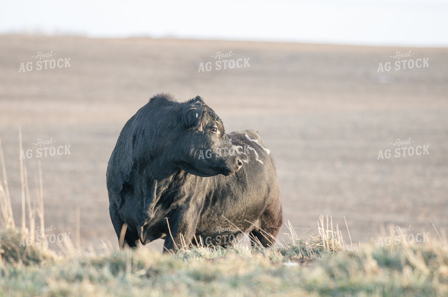 Angus Cattle in Pasture 72017