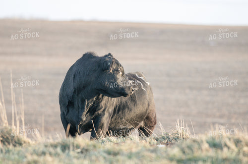 Angus Cattle in Pasture 72017