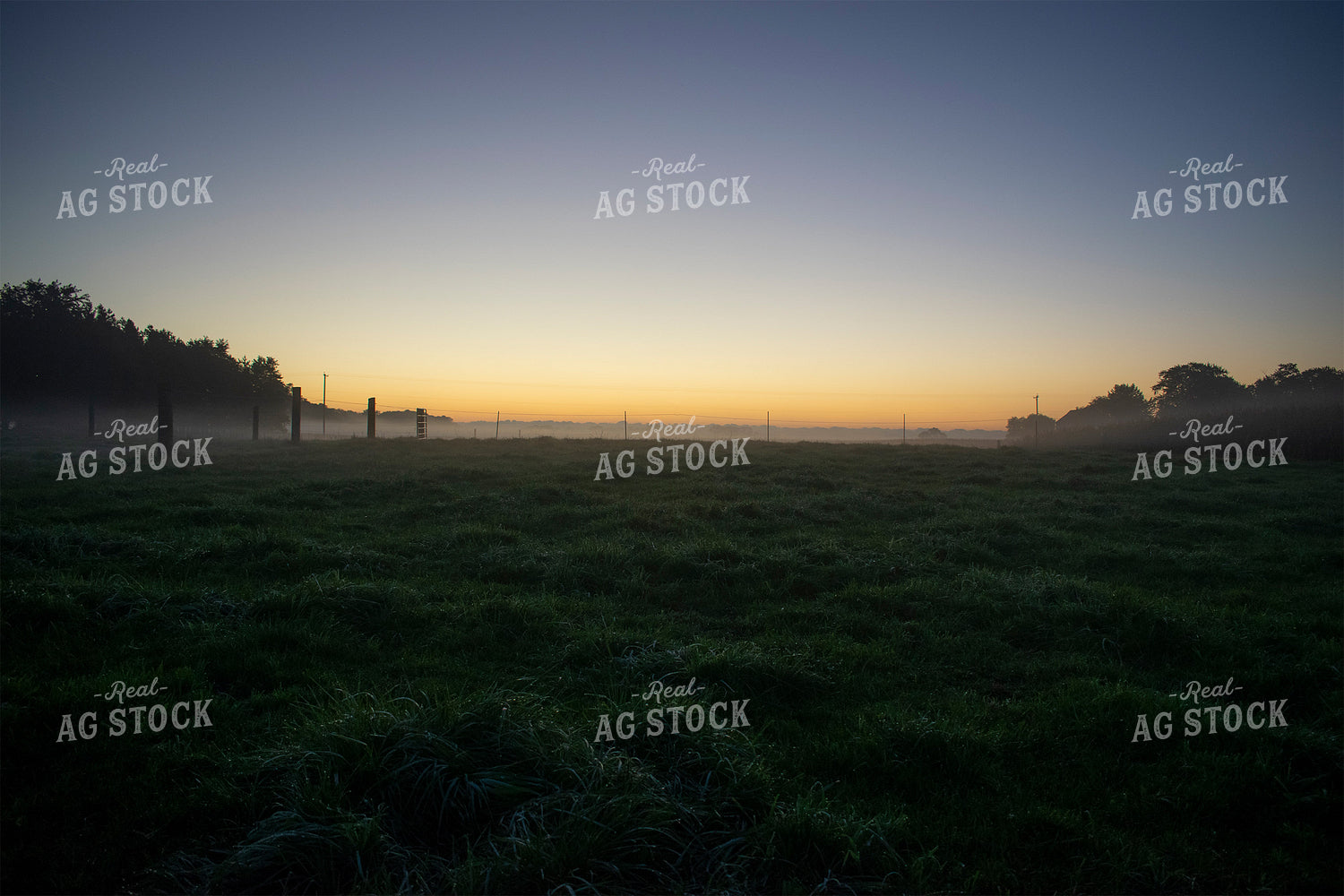 Foggy Pasture at Dawn 50063