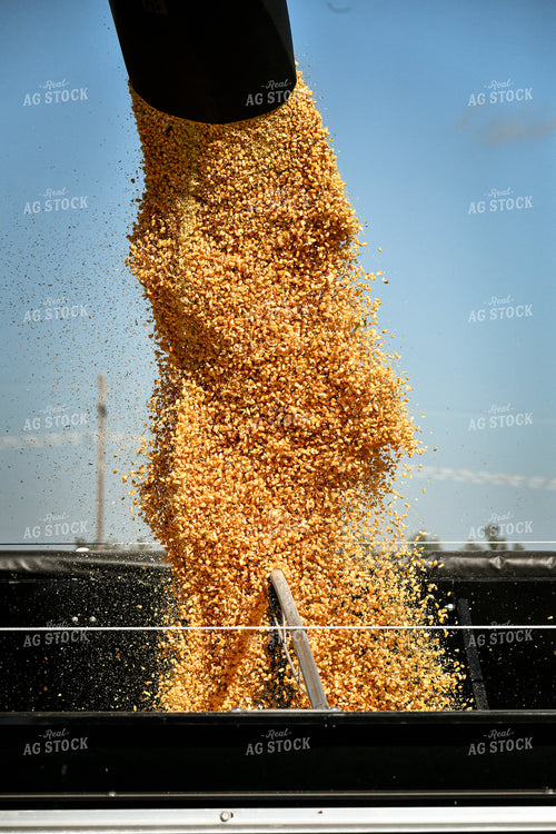 Harvested Corn Pouring into Trailer 86036