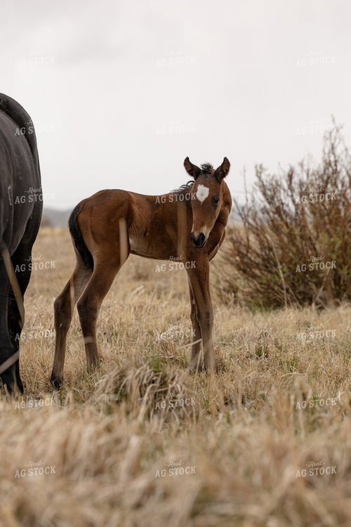 Foal 304082