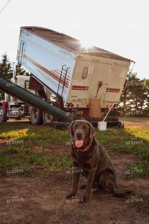 Farm Dog by Grain Truck 187245