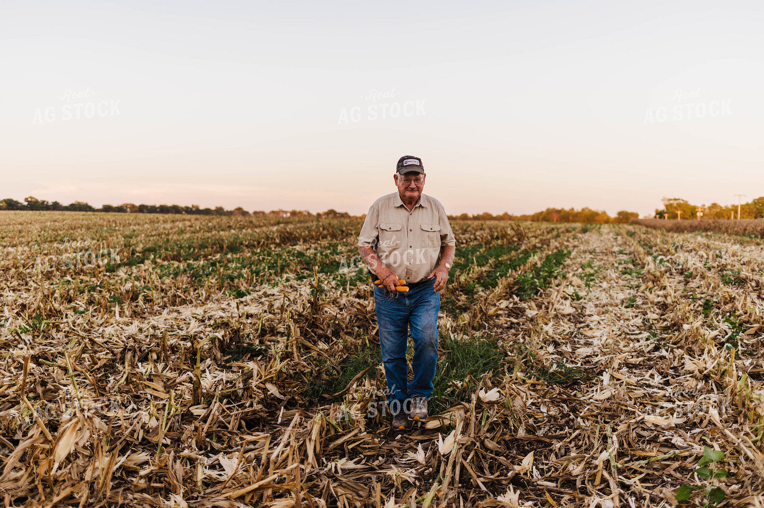 Farmer Holding Ears of Corn in Field 115012