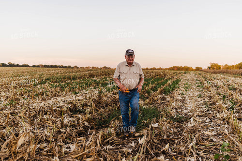 Farmer Holding Ears of Corn in Field 115012