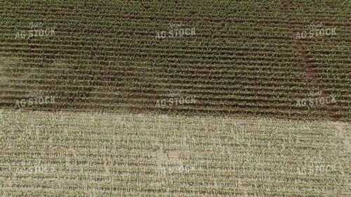 Ripping Corn 239319