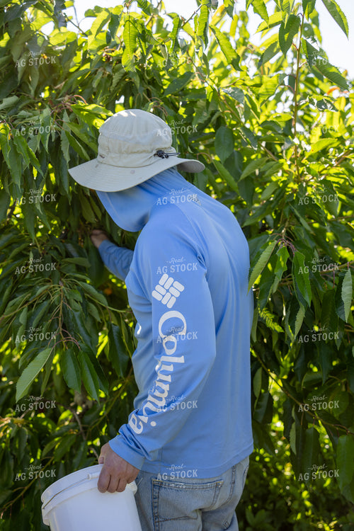 Picking Cherries 65765