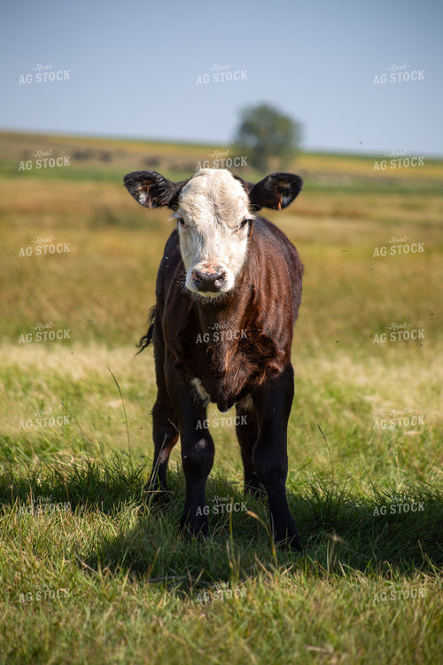 Angus Cross Calf 155312