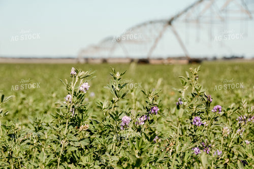 Irrigation Pivot and Clover 64001