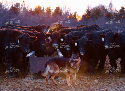Cattle Eating at Feed Bunk 299305