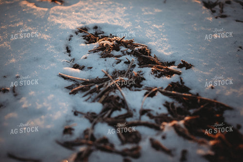 Snowy Harvested Soybean Field 3795