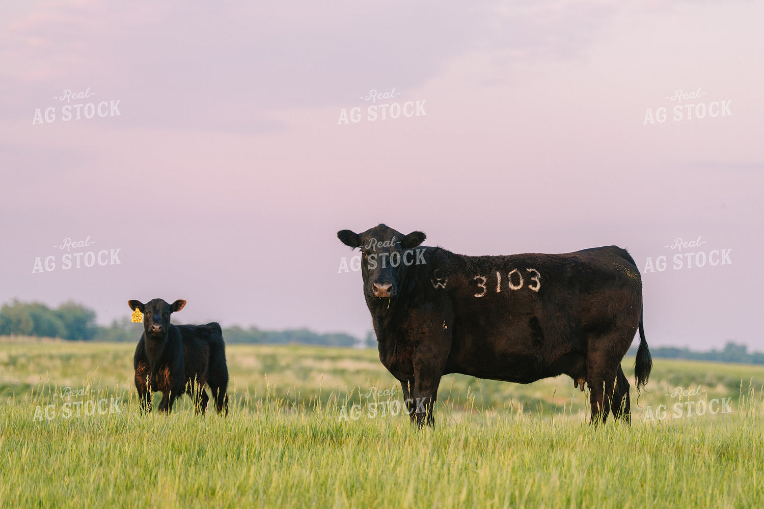 Black Angus Cattle on Pasture 68262
