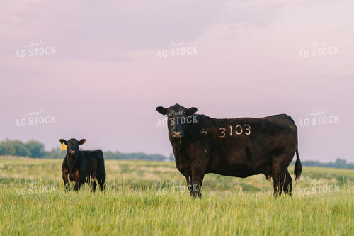 Black Angus Cattle on Pasture 68262