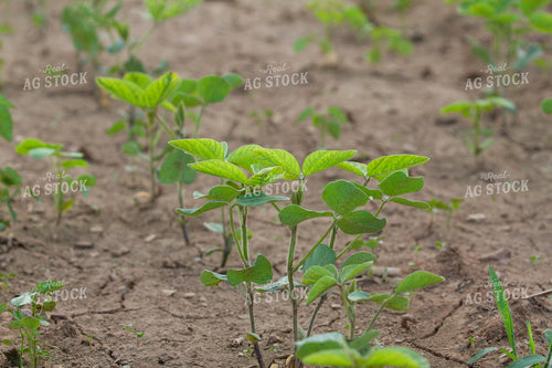 Soybean Plant 79047