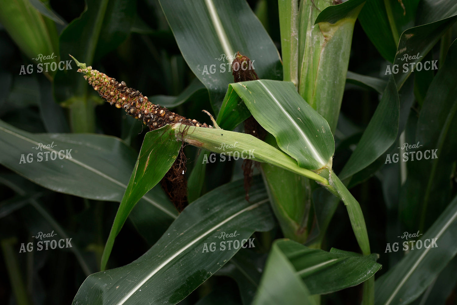 Damaged Ear of Corn 129131