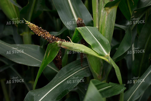 Damaged Ear of Corn 129131