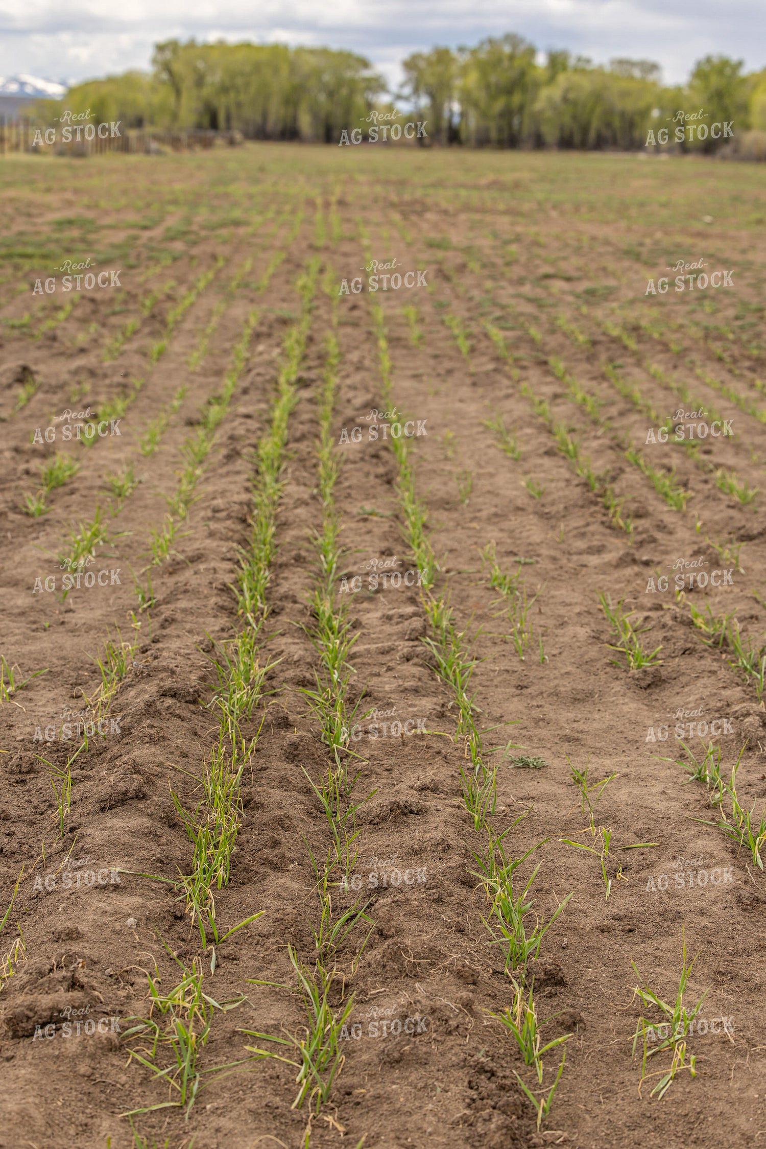 Early Growth Wheat 304089