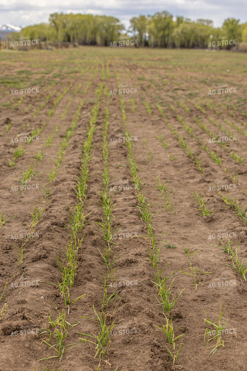 Early Growth Wheat 304089