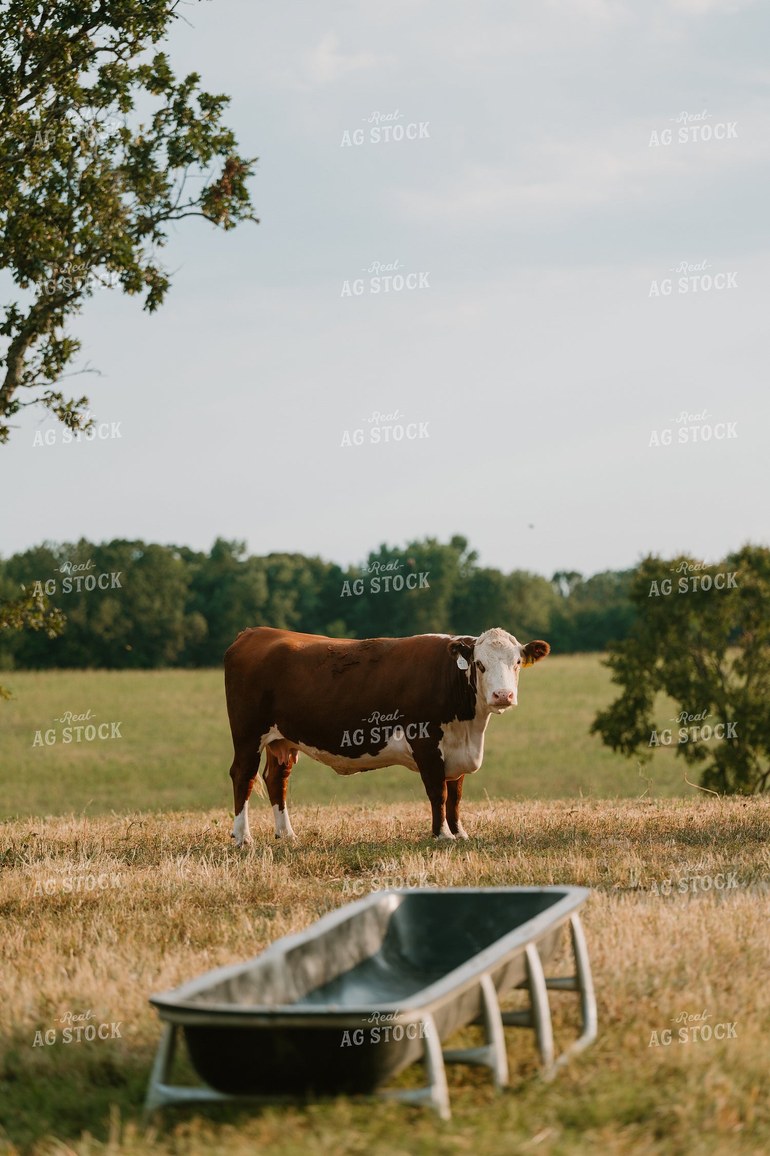 Hereford Cow 125416