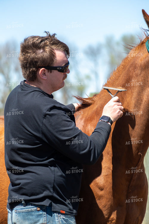 Farmer Grooming Horse 155595