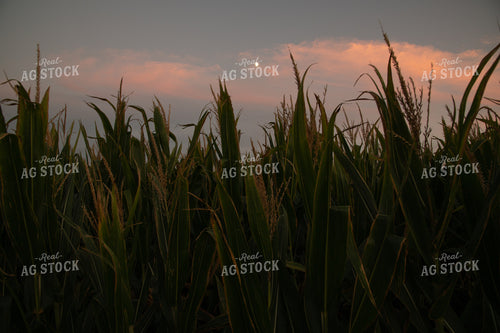 Moon Over Corn Tassels at Sunset 25042