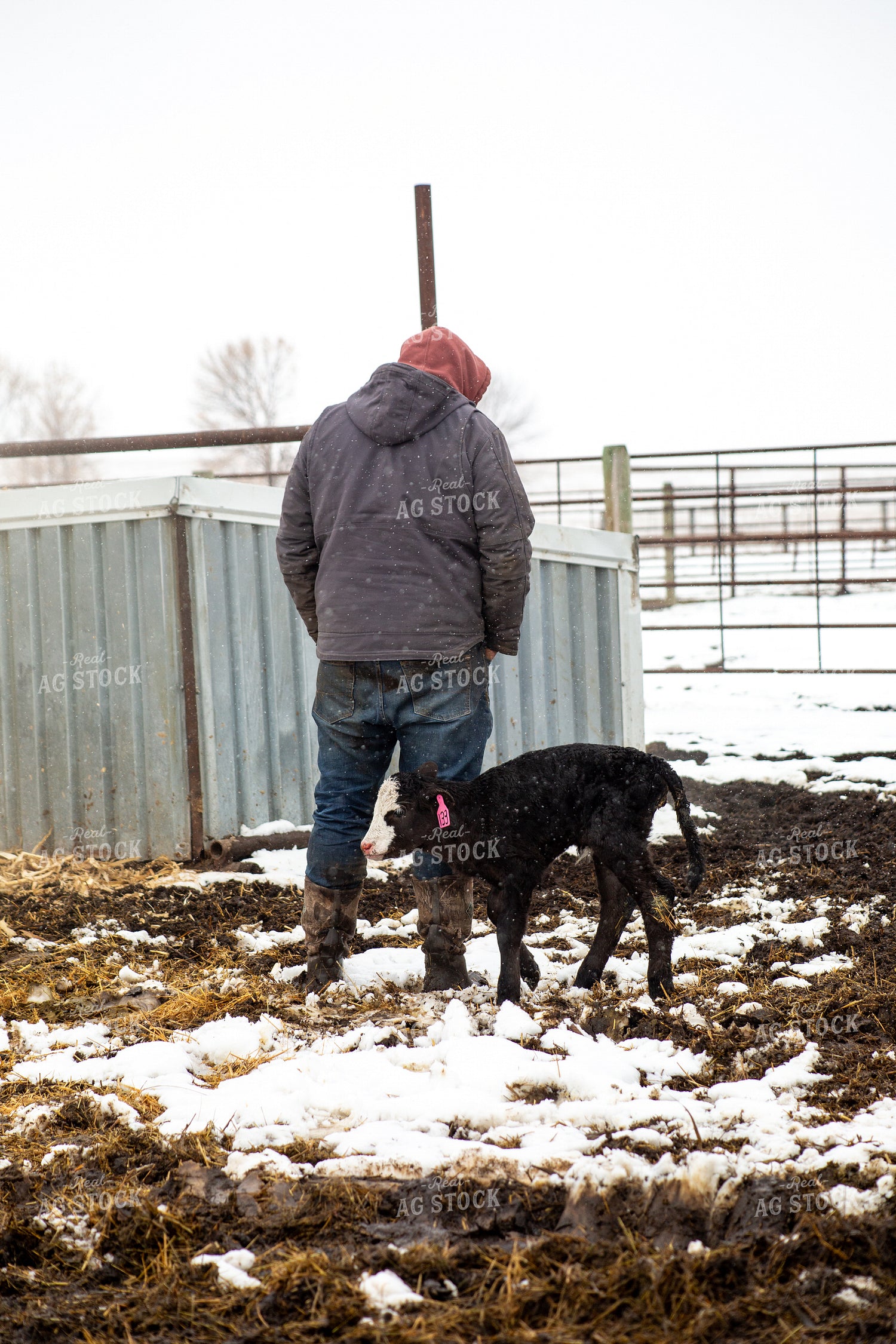 Farmer Checking Calves 155429