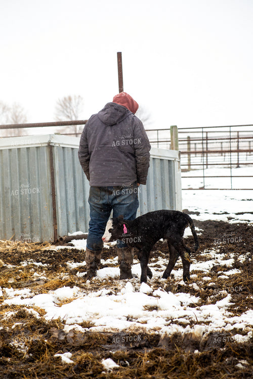 Farmer Checking Calves 155429