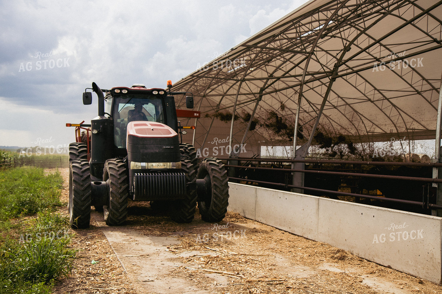 Feeding Silage to Cattle from Round Bale Processor 67409